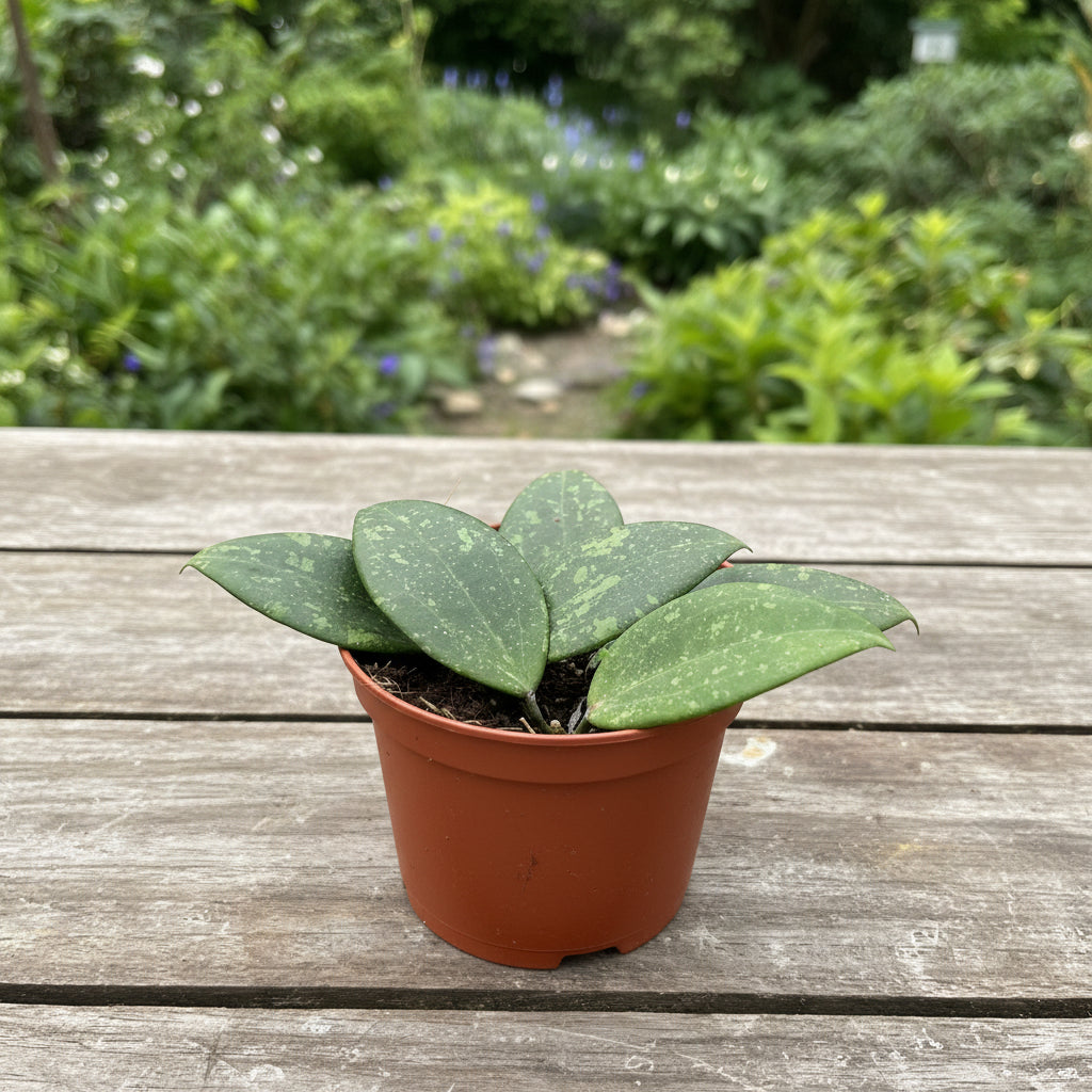 Hoya wibergiae