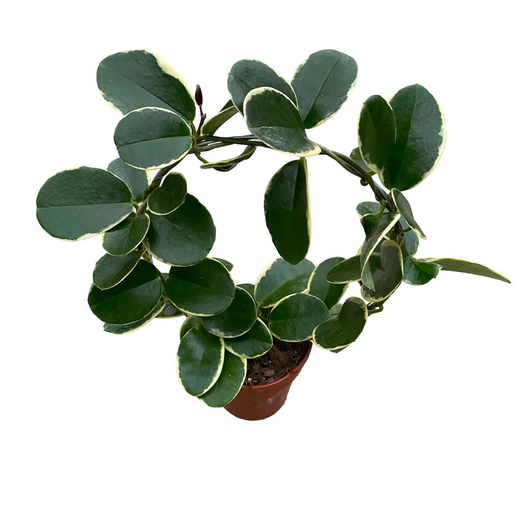 Hoya australis 'Blondie' (albomarginata) arcada