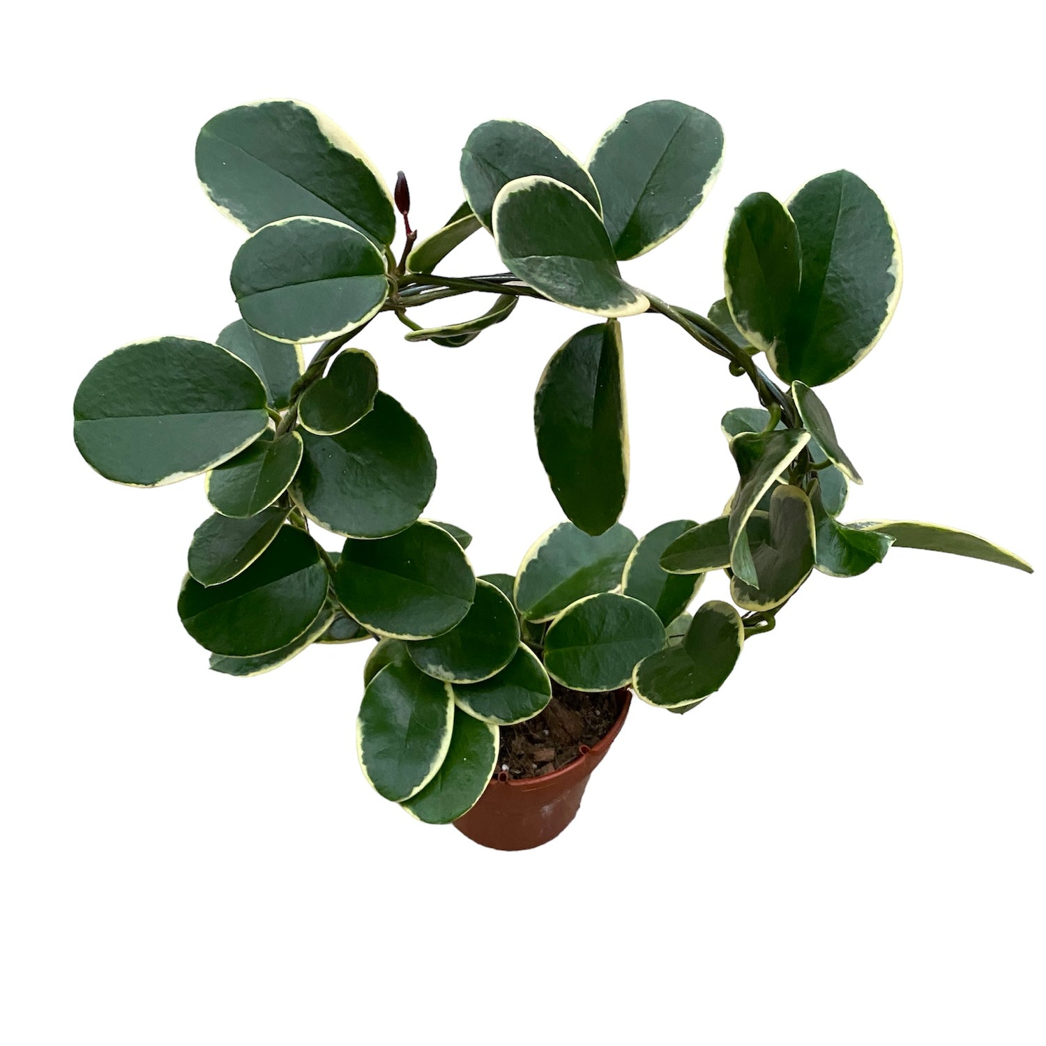 Hoya australis 'Blondie' (albomarginata) arcada