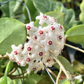 Hoya fungii (alba) D11 - kifejlett példányok