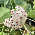 Hoya fungii (alba) D11 - kifejlett példányok