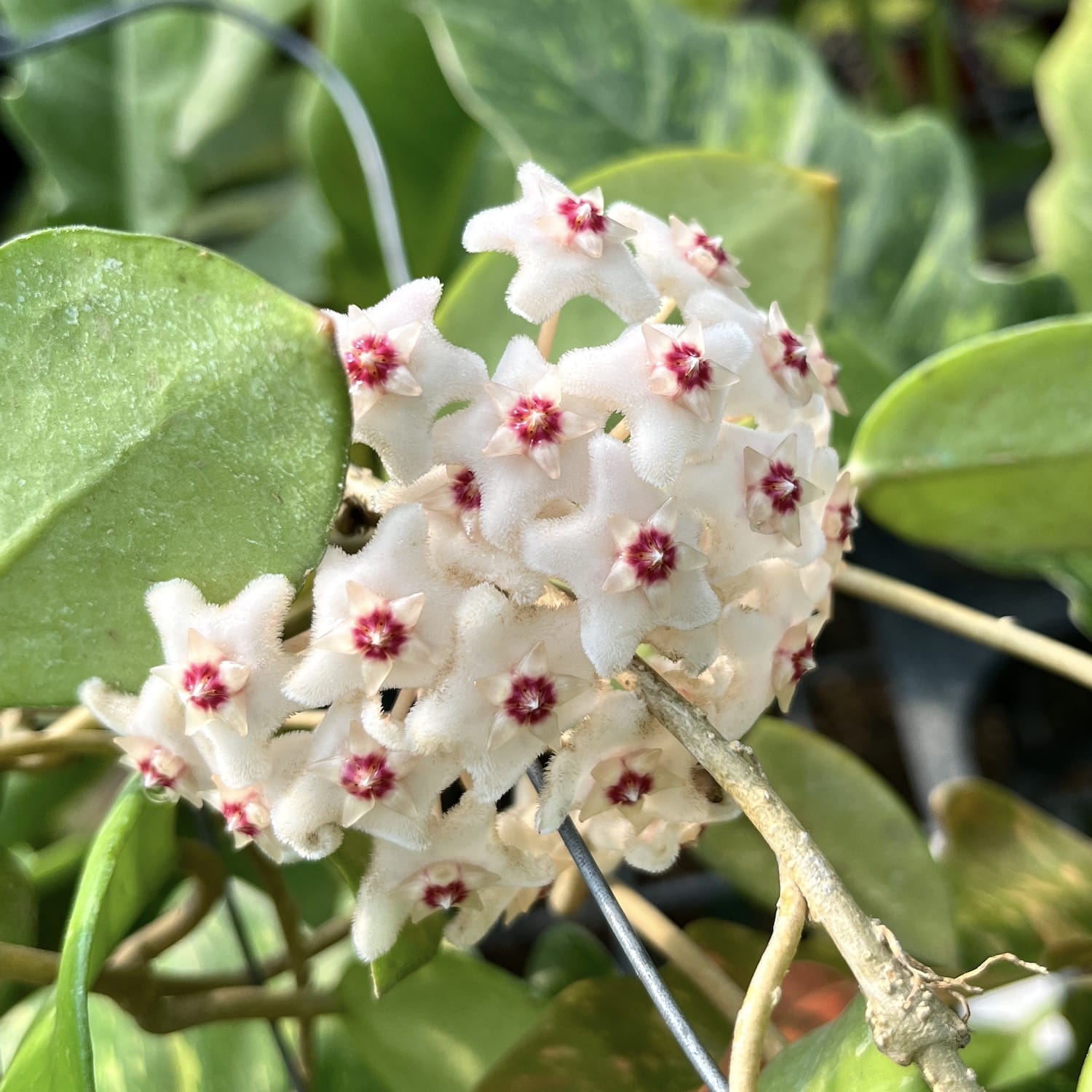 Hoya fungii (alba) D11 - exemplare dezvoltate