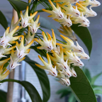 Hoya multiflora ‘Silver Splash’