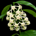 Hoya solokensis