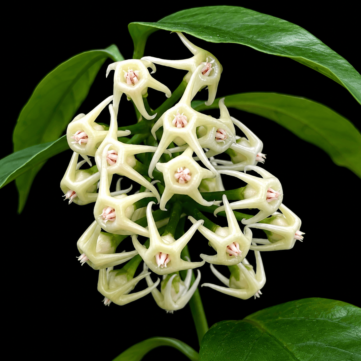 Hoya solokensis