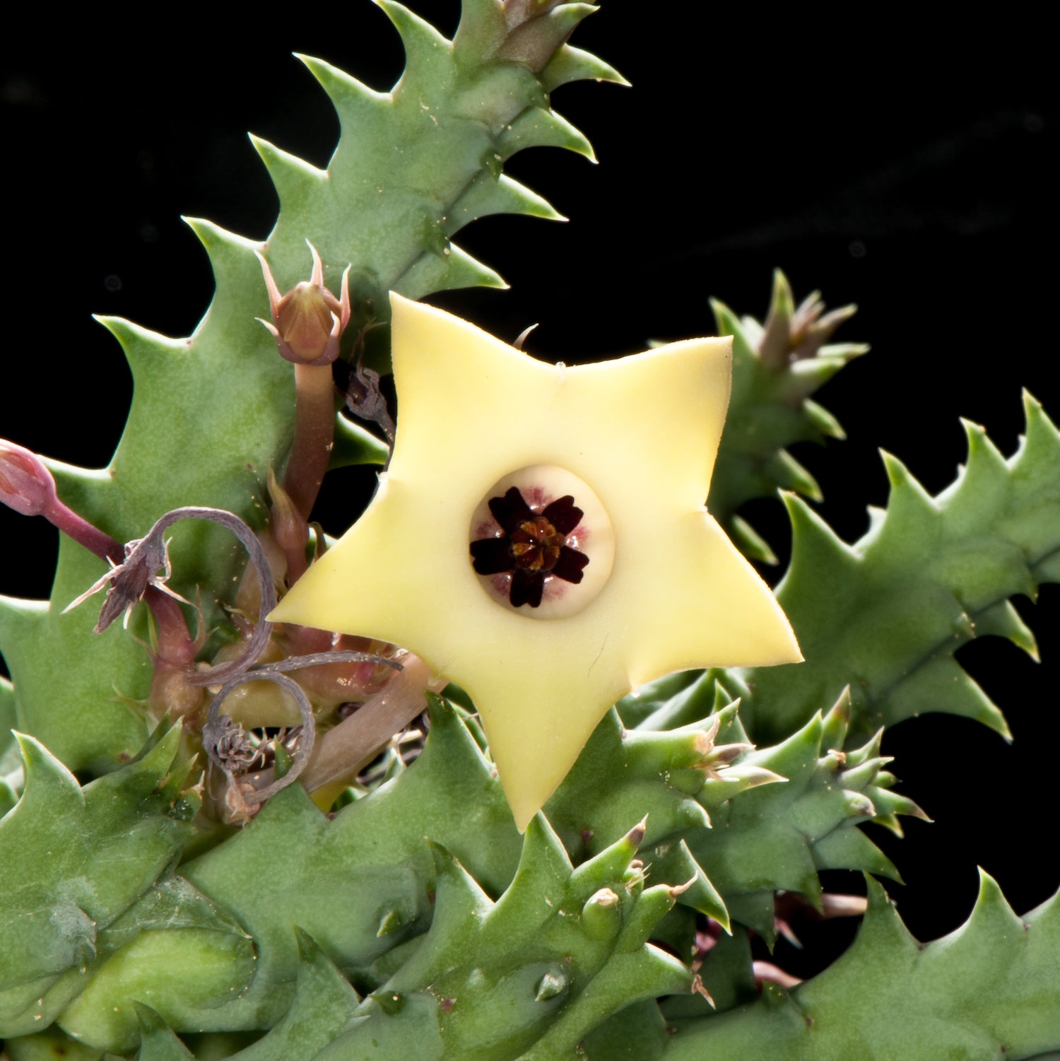 Huernia thuretii var. primulina