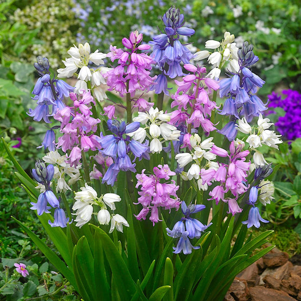 Zambile spaniole mix - Hyacinthus hispanica