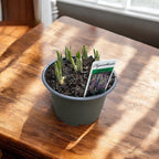 Zambile spaniole mix - Hyacinthus hispanica