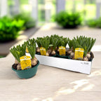 Hyacinthus orientalis 'Gipsy Princess' 
