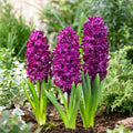 Hyacinthus orientalis 'Woodstock'