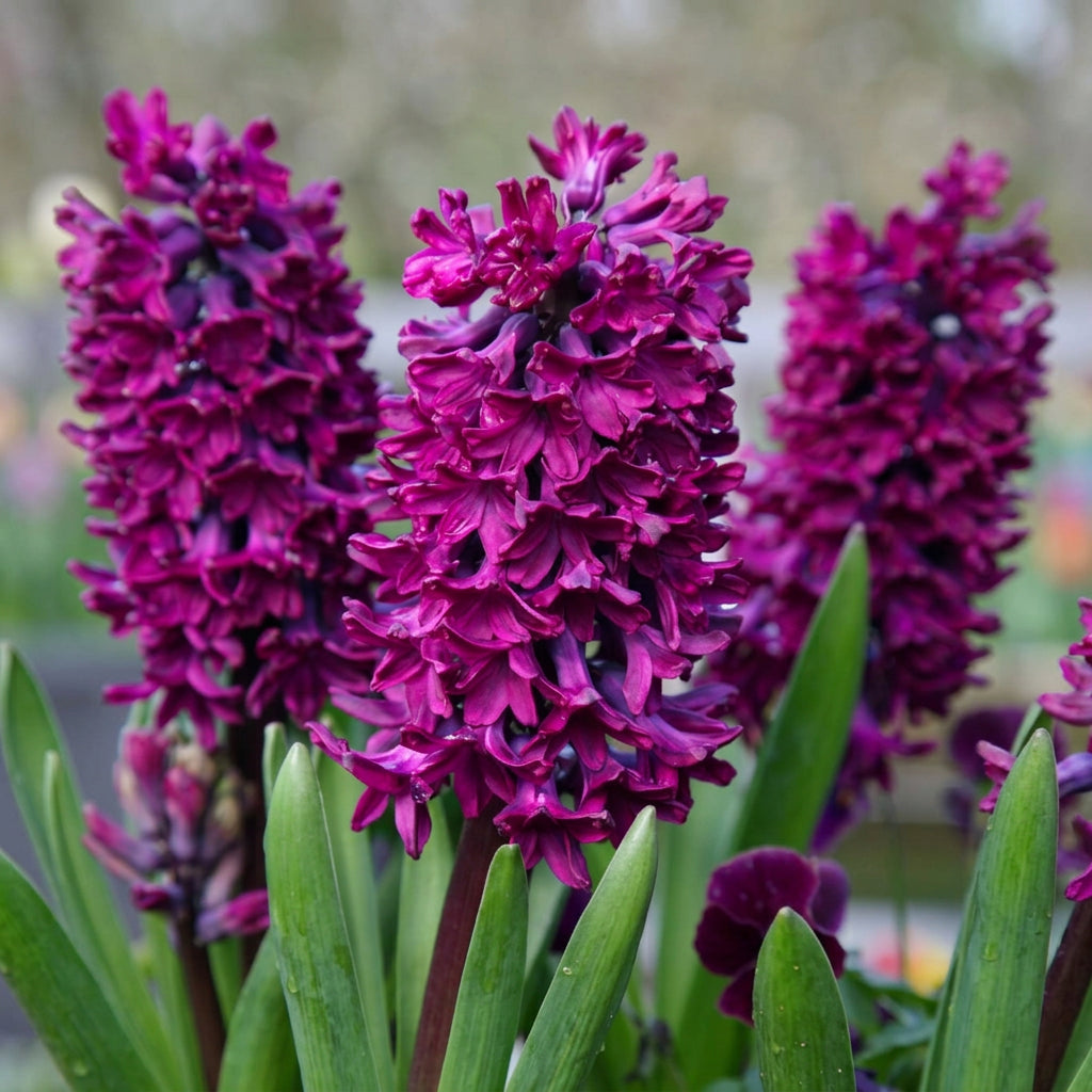 Purple hyacinths - Hyacinthus orientalis 'Woodstock'
