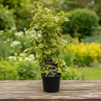 Hydrangea petiolaris 'Miranda'