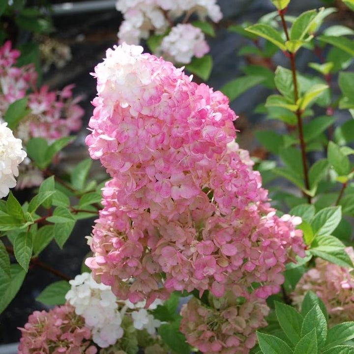 Hydrangea paniculata 'Sundae Fraise'® ('Rensun')