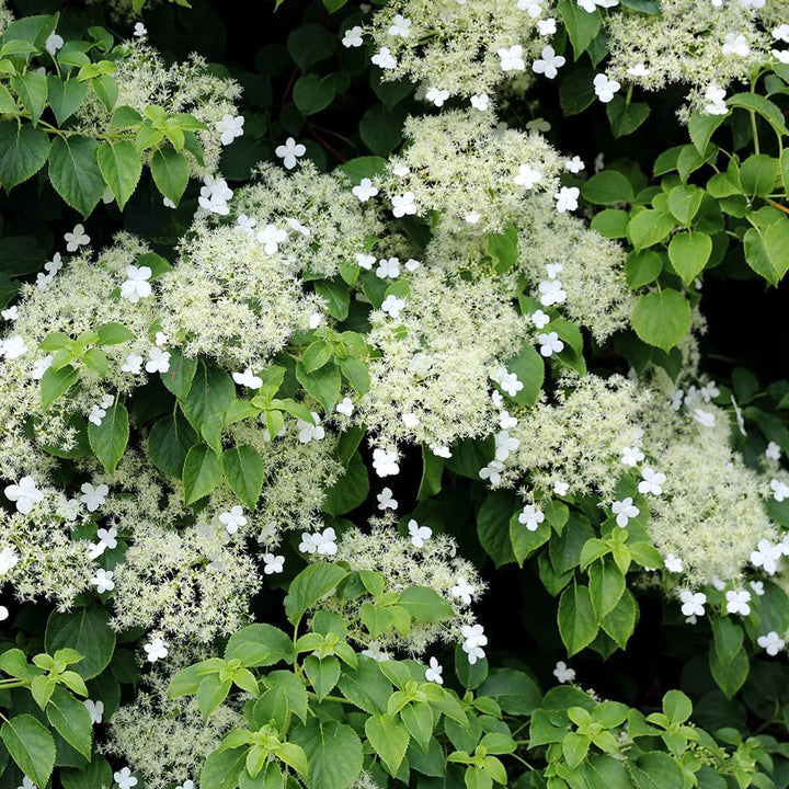 Hydrangea anomala ssp. petiolaris