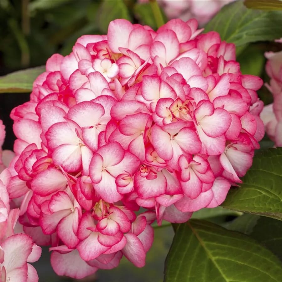 Hydrangea macrophylla 'Ripple'