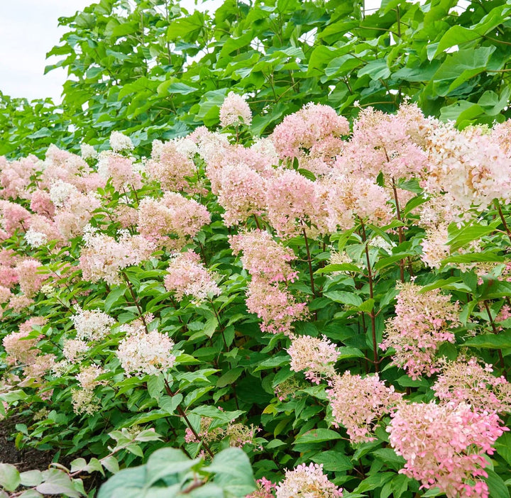 Hortensie arbustiva - Hydrangea paniculata 'Phantom'