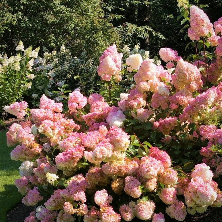 Hydrangea paniculata 'Pink Lady'