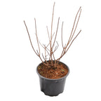 Hydrangea paniculata 'Wim's Red'