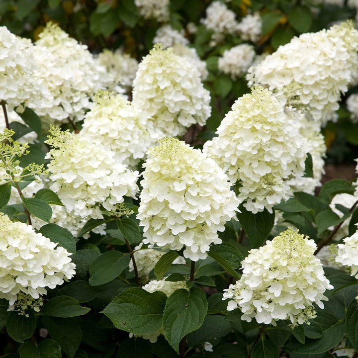 Hydrangea paniculata 'Silver Dollar'