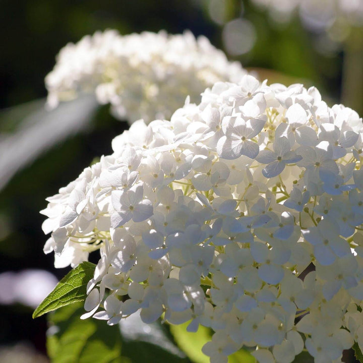 Hydrangea paniculata 'Unique'