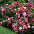 Hortensie japoneza spectaculoasa - Hydrangea serrata 'Preziosa'