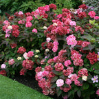 Hortensie japoneza spectaculoasa - Hydrangea serrata 'Preziosa'
