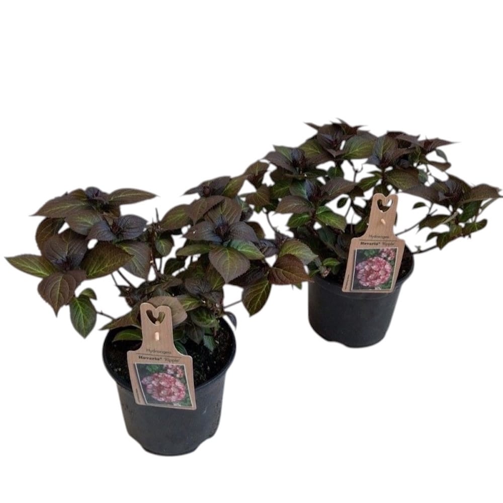 Hydrangea macrophylla 'Ripple'