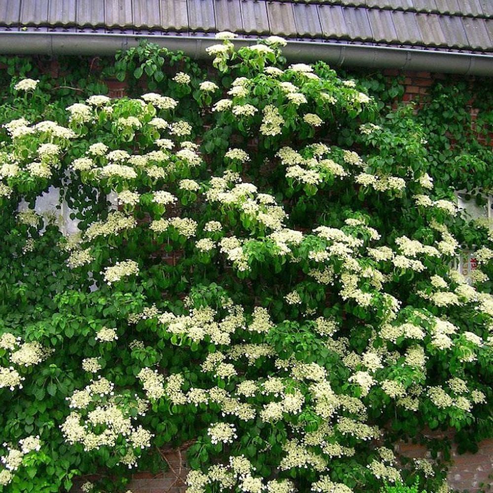Hortensie cataratoare - Hydrangea anomala ssp. petiolaris