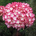 Hydrangea macrophylla 'Ripple' - hortensie cu flori spectaculoase si frunze rosii