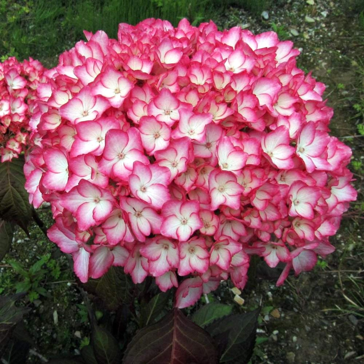 Hydrangea macrophylla 'Ripple' - hortensie cu flori spectaculoase si frunze rosii