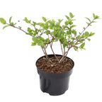 Hydrangea paniculata 'Wim's Red'