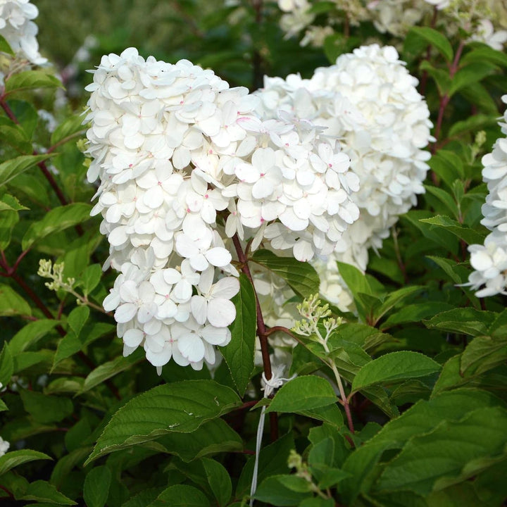 Hydrangea paniculata 'Grandiflora'