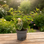 Hydrangea paniculata 'Grandiflora'