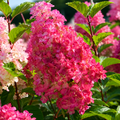 Hortensie arbustiva - Hydrangea paniculata 'Petite Lantern'®