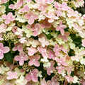 Hydrangea paniculata 'Petite Polestar'