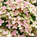 Hydrangea paniculata 'Petite Polestar'