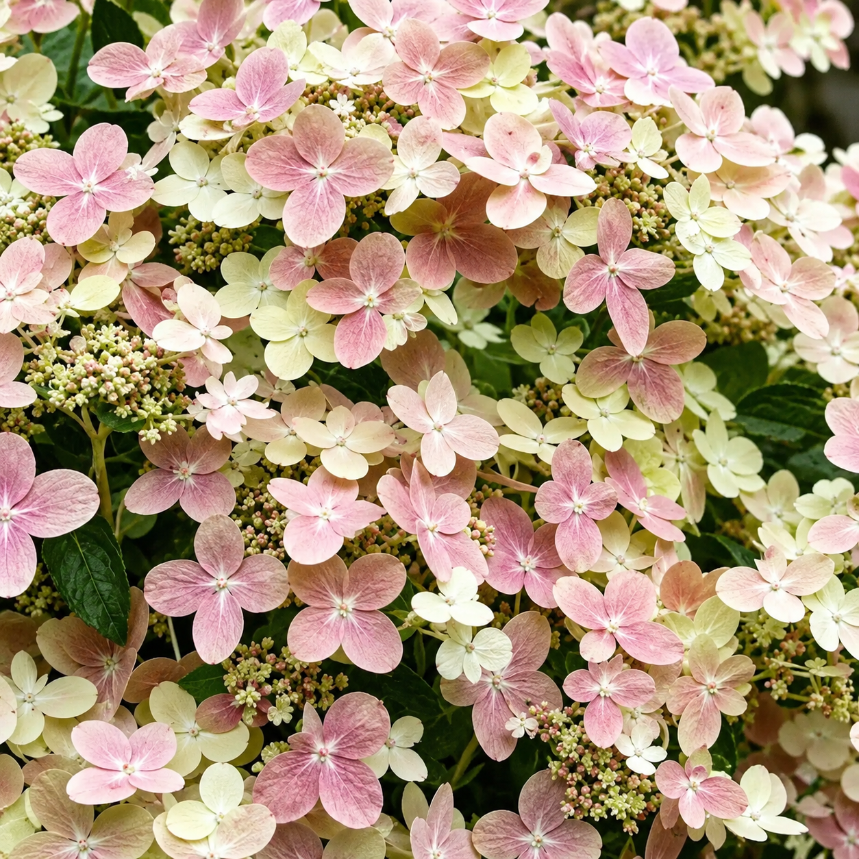 Hydrangea paniculata 'Petite Polestar'