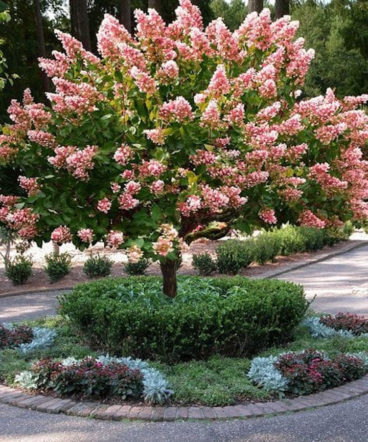 Hydrangea paniculata 'Pink Diamond'