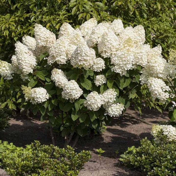 Hydrangea paniculata 'Silver Dollar'