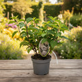 Hydrangea paniculata 'Silver Dollar'
