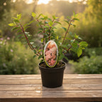 Hydrangea paniculata 'Sundae Fraise'® ('Rensun')