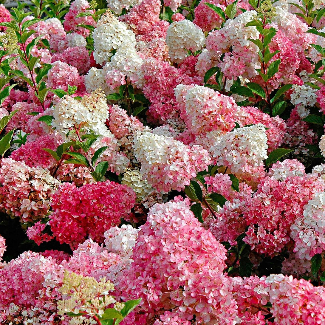 Hortensie arbustiva - Hydrangea paniculata 'Vanille-Fraise'