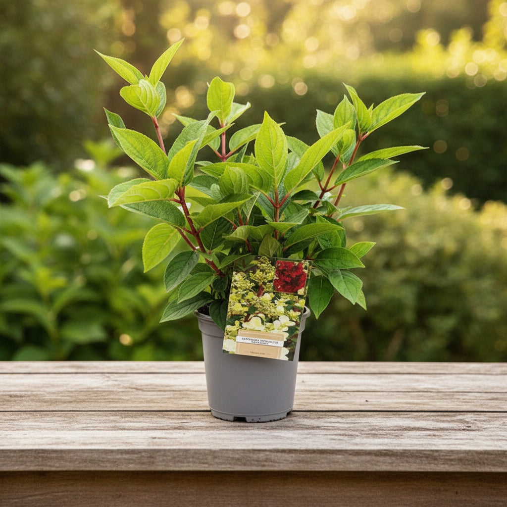 Hydrangea paniculata 'Wim's Red'®
