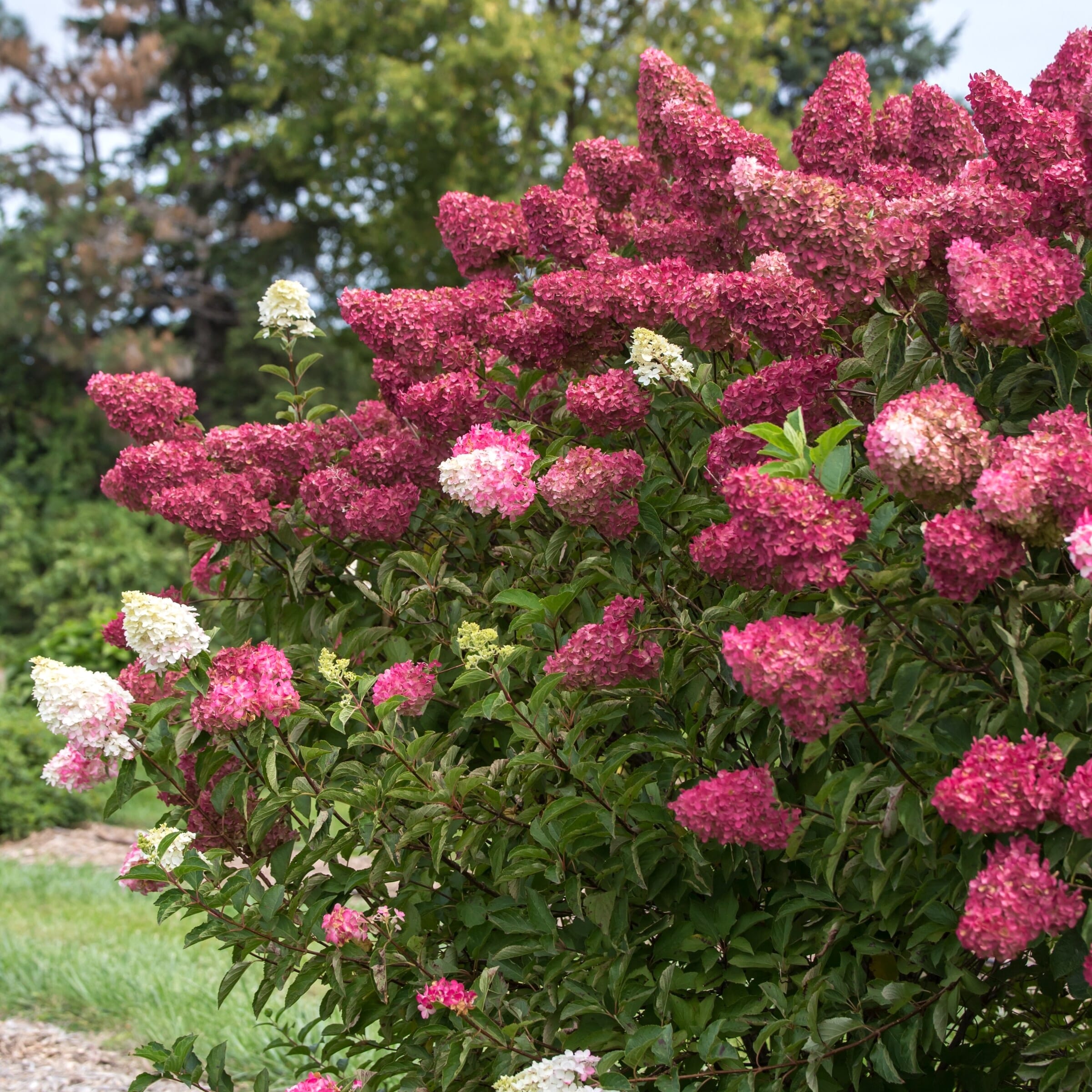 Potted Hydrangea – tagged 