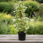 Hydrangea petiolaris 'Silver Lining'