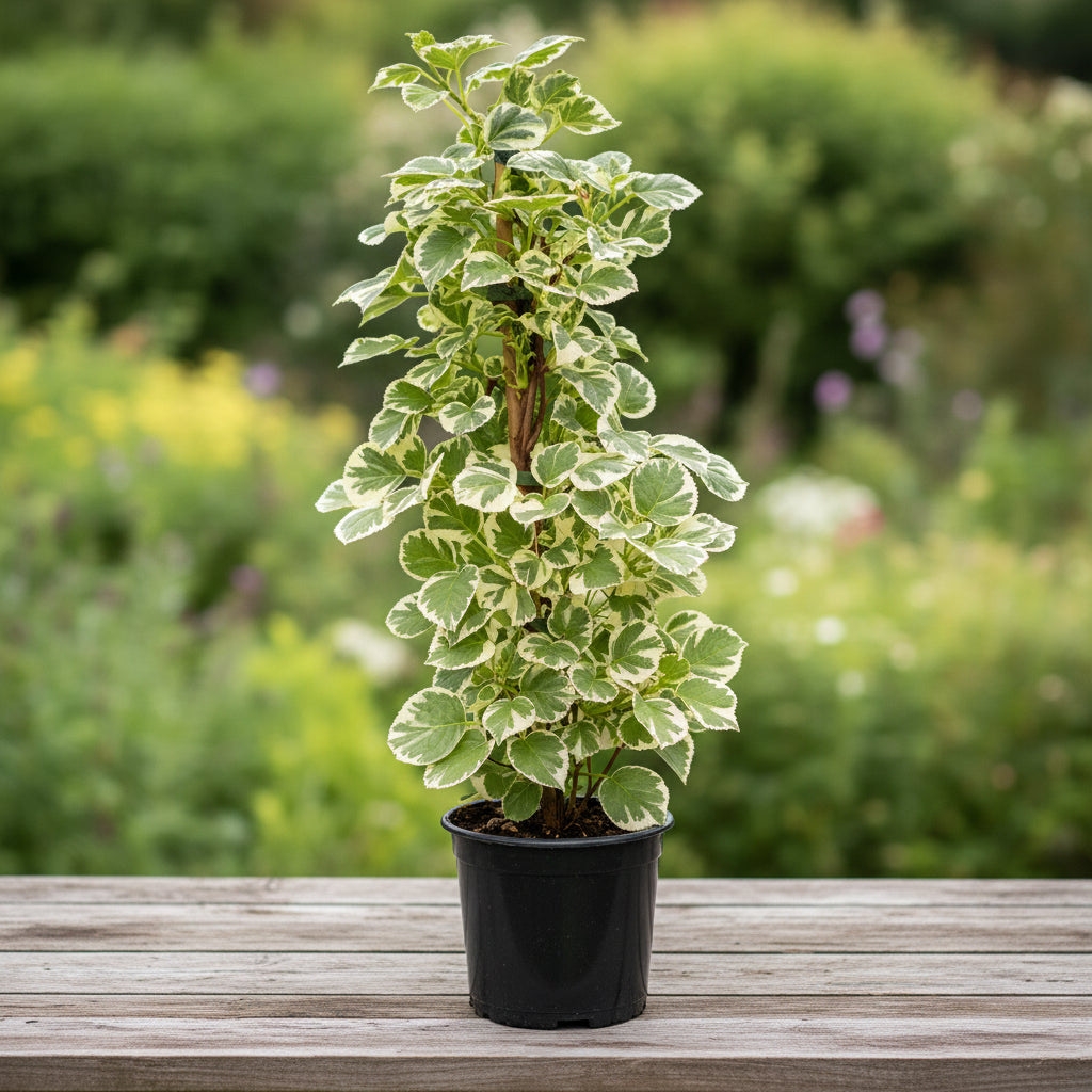 Hydrangea petiolaris 'Silver Lining'
