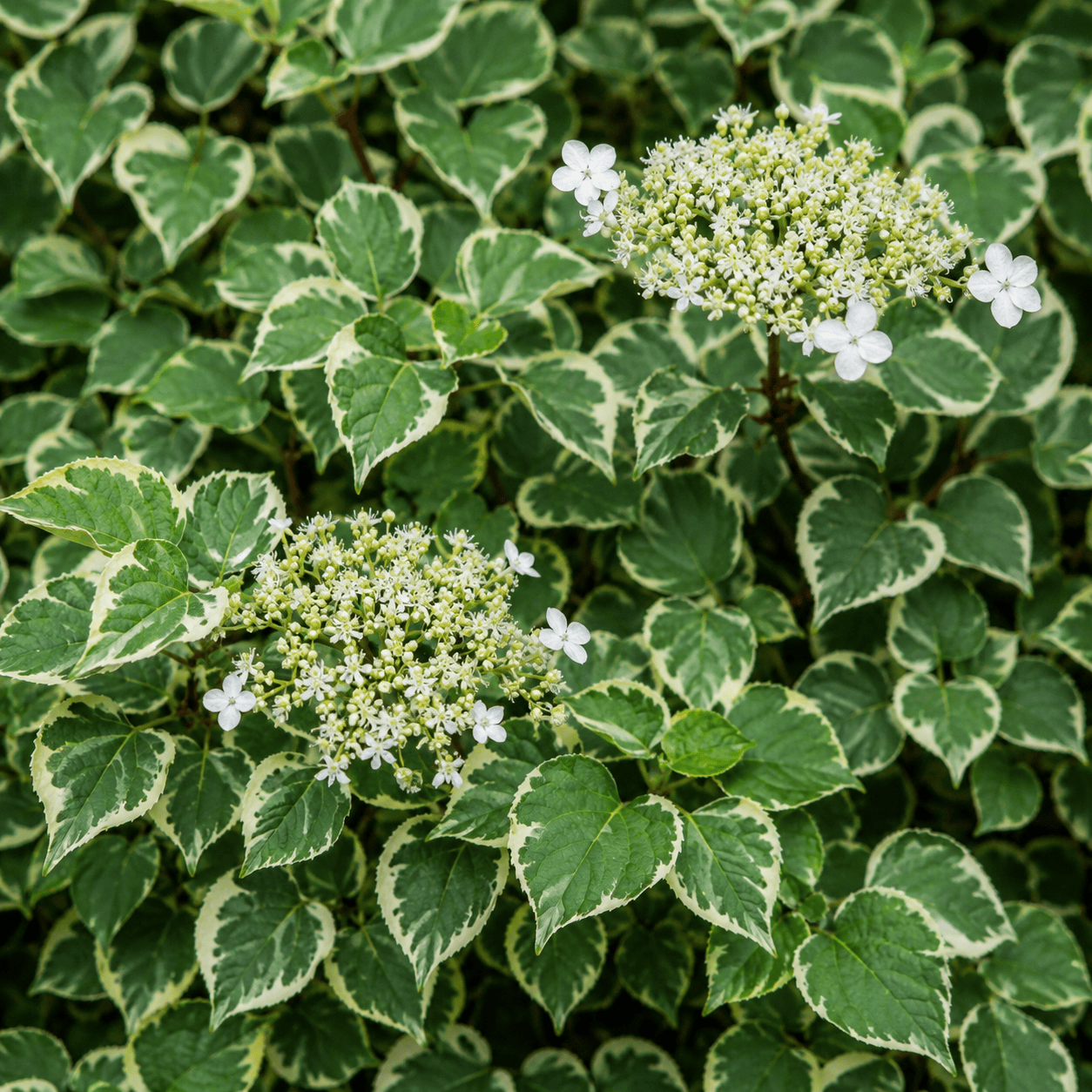 Hydrangea petiolaris 'Silver Lining' 