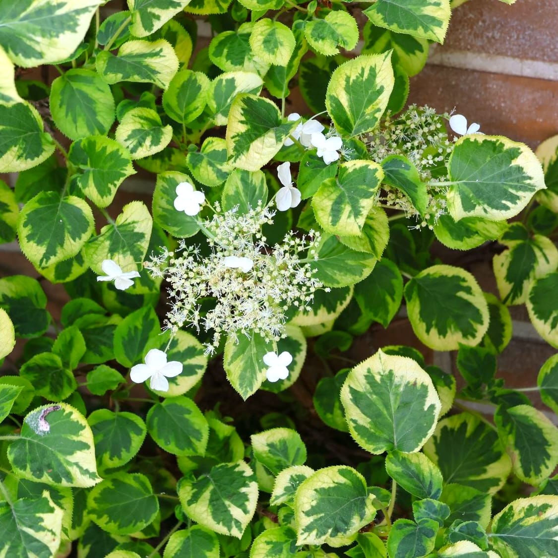 Hydrangea petiolaris 'Miranda'