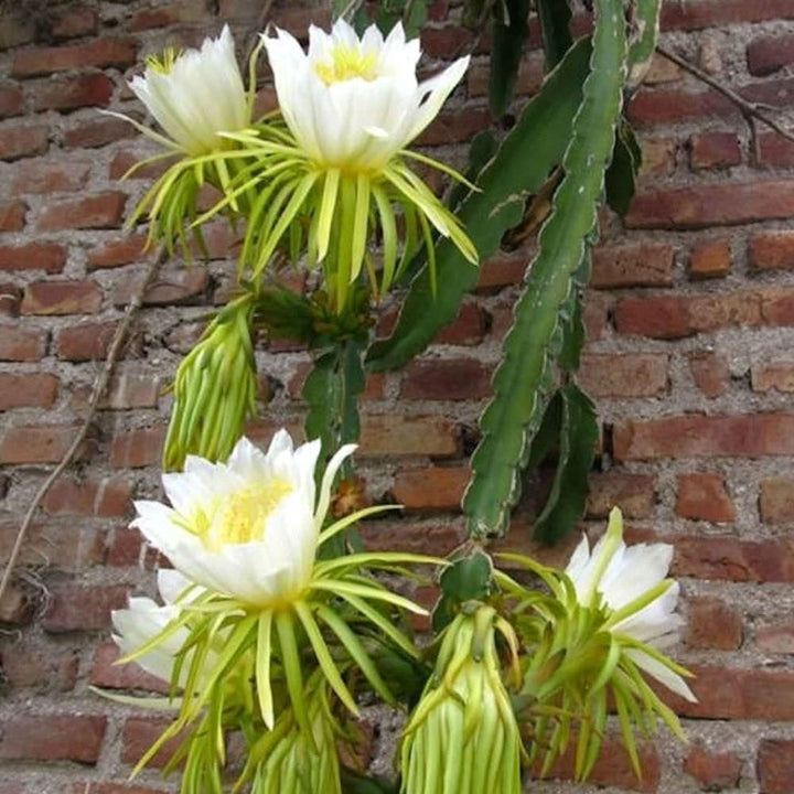 Cactus Hylocereus undatus - fructul dragonului