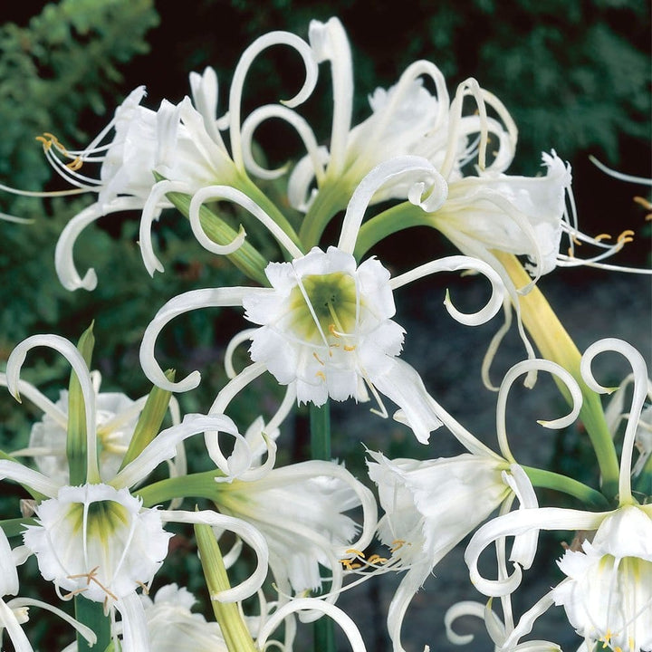 Hymenocallis festalis - Crinul Paianjan